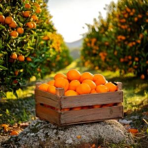 Clémentines bio de Calabre, caisse de 8kg