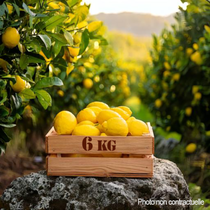 Citrons bio de Sicile - 6kg